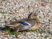 Stockente Weibchen